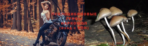 трава Абинск